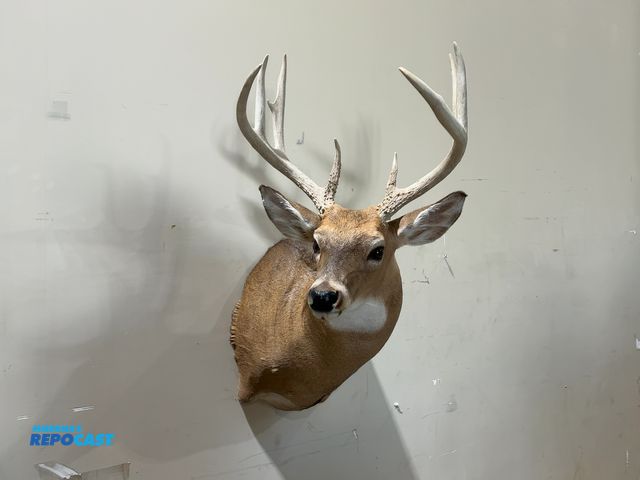 Lot 2-55329 - 8-Point Shoulder Mount Whitetail Deer(DOBSON)