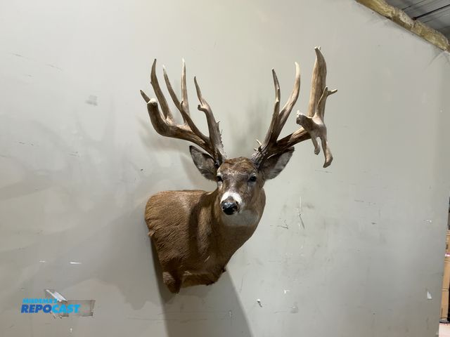 Lot 2-55496 - 22-Point Shoulder Mount Whitetail Deer(DOBSON)
