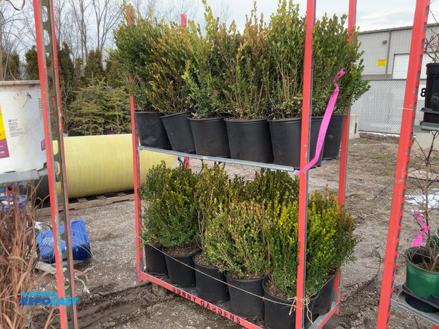 Lot 2-19297 - 20 boxwood winter gem, 15-18" #5 pot, grows 3-4' tall and wide, zones 5-9, excellent evergreen shrub...