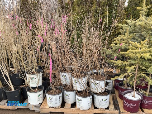 Lot 2-19296 - 20 lilac bloomerang purple 3-4' #3 pot grows 4-6' tall and wide, great as a specimen, mass planting ...