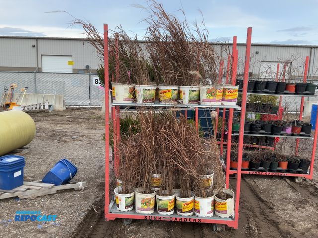 Lot 2-19748 - 23 ornamental flame grass 2-3' a cold hardy, upright perennial ornamental grass growing 3-5' tall, i...