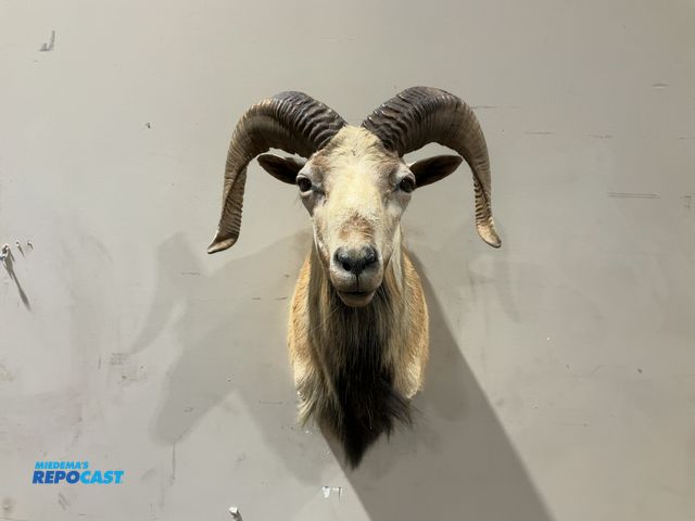 Lot 2-55461 - Corsican Ram Taxidermy Shoulder Mount(DOBSON)