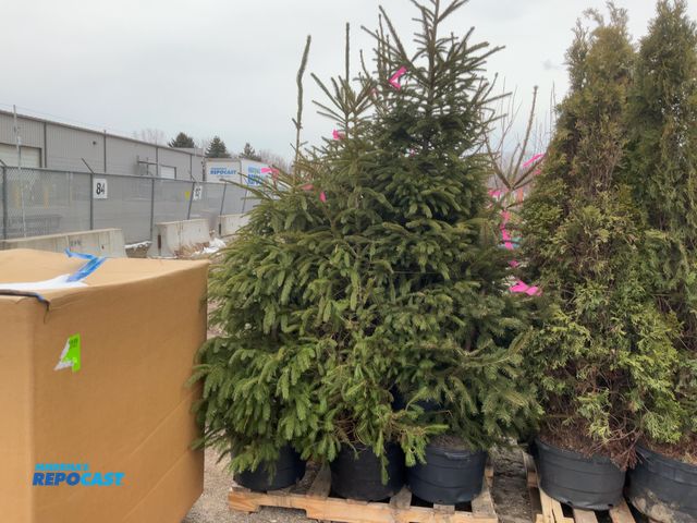 Lot 2-19743 - 10 spruce norway 5-6' grows 40-60' tall by 25' wide, fastest growing spruce , great for windbreaks, ...