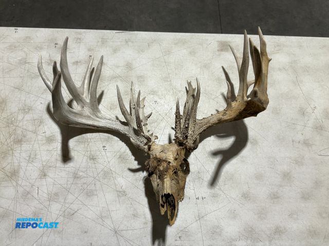 Lot 2-55762 - 28-Point Whitetail Deer European Mount(DOBSON)