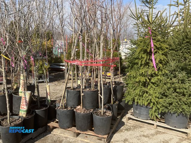 Lot 2-65639 - lot of (20) maple red 5-6' #5 pot grows 40-70' tall x 30-50' wide - full sun/part shade - fast growi...