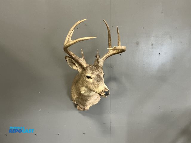 Lot 2-27240 - 9 point whitetail deer head measures approximately 18” x 29”