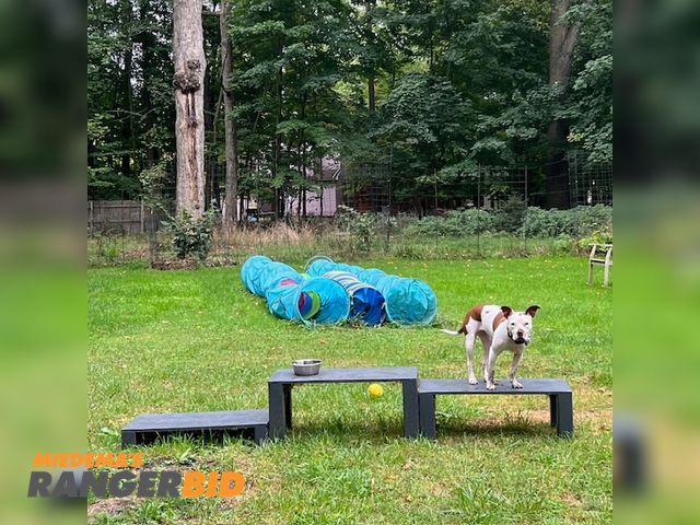 Lot 30-1 - Lot of nine (9) dog care and training items, consisting of:
Set of three (3) wooden dog pl...