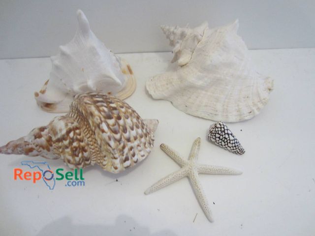Lot 31-9094 - Lot of Seashells: Conch Seashells, Starfish, Small Spotted Shell; Varied Sizes Included.