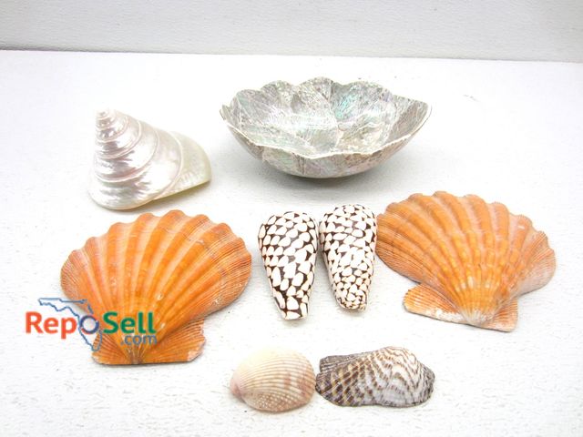 Lot 31-3260 - Lot of Collectible Sea Shells