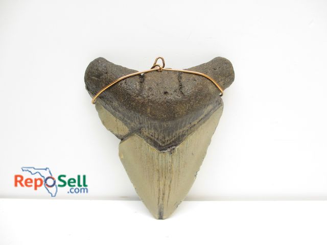 Lot 31-9030 - Megalodon Tooth - 4.5" x 4"