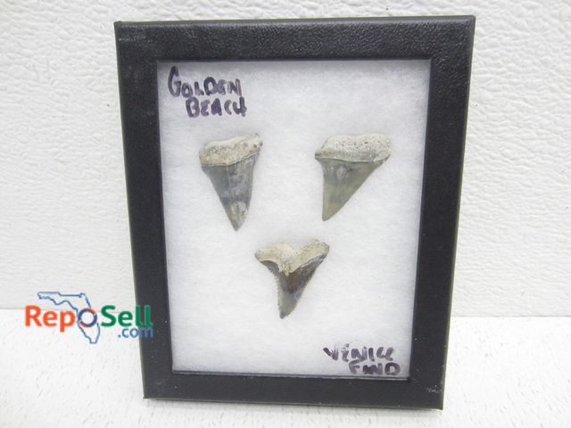 Lot 31-6284 - (3) Golden Beach Sharks Teeth