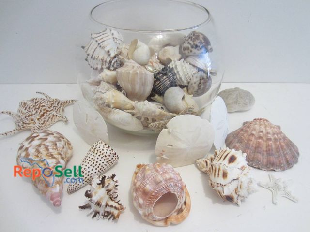Lot 31-9091 - Lot of Mixed Seashells And Sand Dollars Displayed In A Clear Glass Bowl.