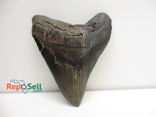 Lot 31-2024 - Megalodon Sharks Tooth 5" x 4.5