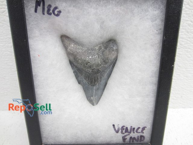 Lot 31-6283 - Megalodon Tooth found at Venice Beach