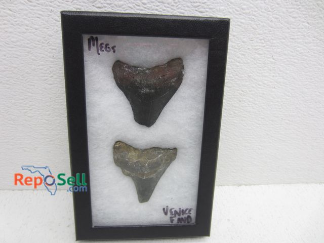 Lot 31-3271 - (2) Megalodon Sharks Teeth in case