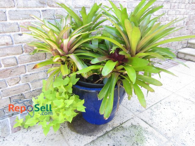 Lot 31-1501 - Ceramic Pot 16" H With Plant