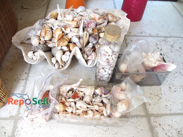 Lot 31-1136 - Large Lot Of Seashells With (1) Extra Large Clam Shell
