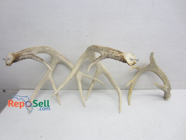 Lot 31-2380 - (3) Deer Horns: 2- 5 Point &amp; 1- 4 Point