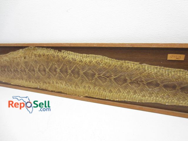 Lot 31-6308 - Original 1971 Taxidermy Mounted Real Diamondback Rattlesnake Skin, 68" Long