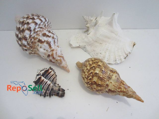 Lot 31-9093 - Three Large Shells With Intricate Patterns And One Smaller Shell
