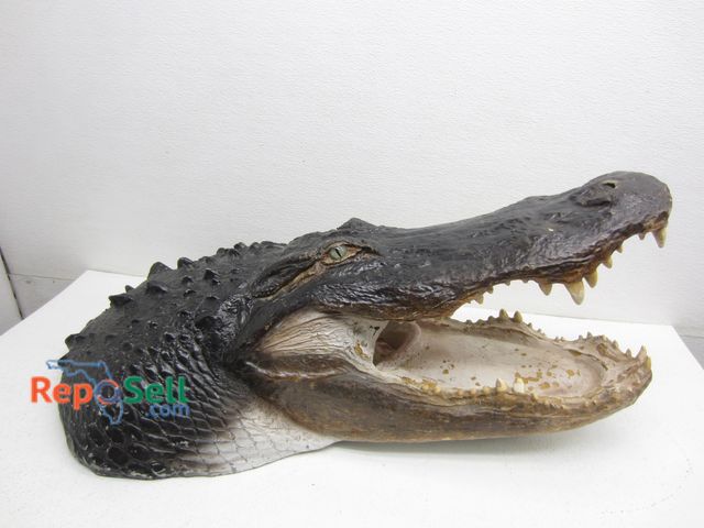 Lot 31-5080 - Gator Head Statue 35" L