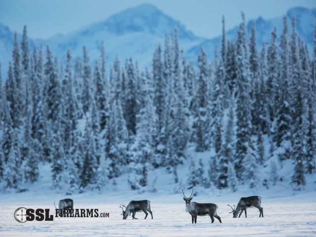 Sporting Goods & Firearms Auction (NO MINS OR RESERVES!) 1/13/2026