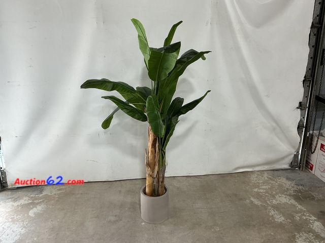 Lot 44-587m - Threshold Banana Tree Plant Not Tested See All Photo's E-Commerce Return, A basic inspection has been given to this item. Sold AS-IS.