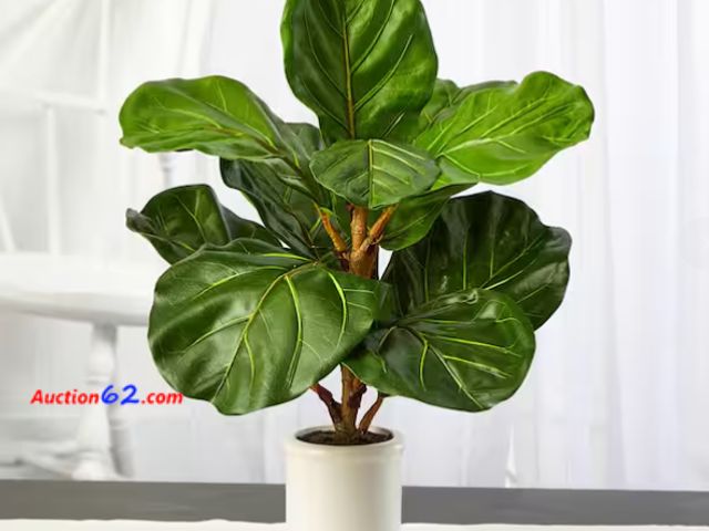 Lot 44-1571t - T1404 21" Fiddle Leaf in White Ceramic Planter Appears New, A basic inspection has been given to this item. Sold AS-IS. Not Tested See All P...