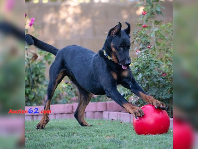 Lot 44-177b - Virtually Indestructible Best Ball for Dogs, 10-inch, Orange - 1. Appears New, A basic inspection has been given to this item. Sold AS-IS.