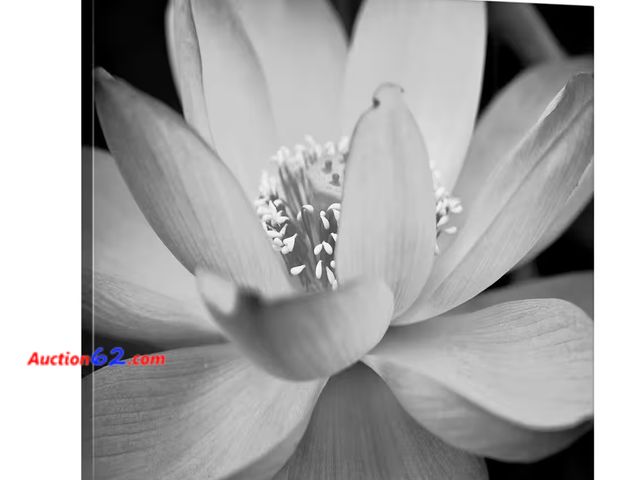 Lot 44-4078p - Retail of $54- "In Full Bloom II" by Dream On Photography Canvas Wall Art Appears New, A basic inspection has been given to this item. Sold ...