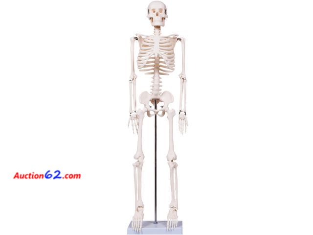 Lot 44-2589a - breesky Scientifc Human Skeleton Model for Anatomy, 33.4’’ Skeleton Model with Metal Stand, Removable Arms&amp;Legs for Student to Study Hum...