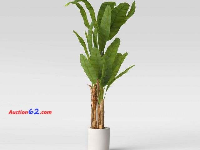 Lot 44-21p - $200 Retail value- Minor cosmetic damage on pot vase 72" Banana Tree in Cement Pot - Threshold™ Appears New, A basic inspection has been giv...