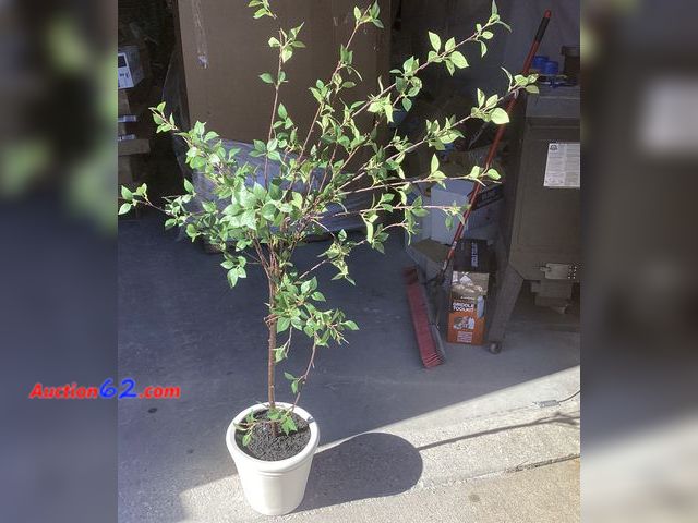 Lot 44-260p - Artificial Floor Plant E-Commerce Return, A basic inspection has been given to this item. Sold AS-IS.