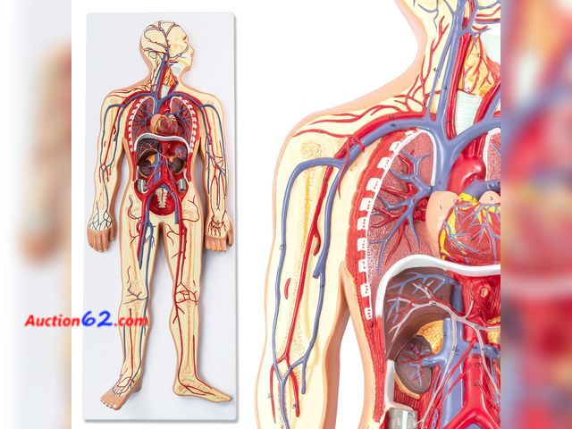 Lot 44-236m - $192.5 Retail price - Half Life Size Human Circulatory System Anatomy Relief Model See All Photo's Appears New, A basic inspection has been ...
