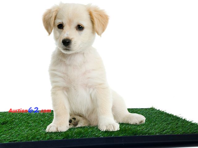 Lot 44-5583m - PAW Puppy 16" X 20" Potty Trainer Indoor Restroom for Pets, Green Appears New, A basic inspection has been given to this item. Sold AS-IS.