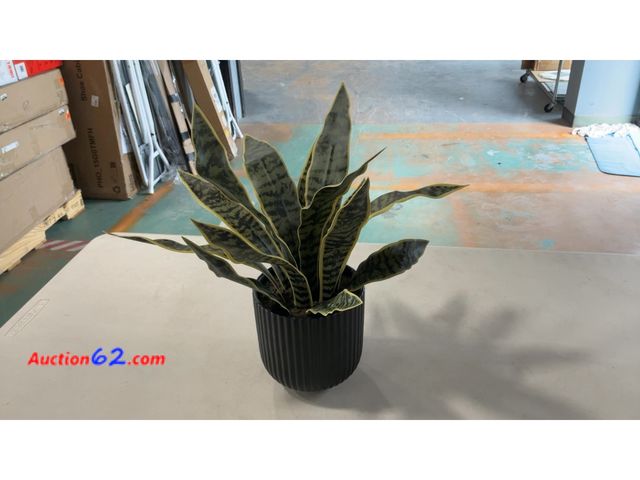 Lot 44-1758a - Sansevieria Snake Plant in Black Fluted Pot See All Photo's Not Tested E-Commerce Return, A basic inspection has been given to this item. So...
