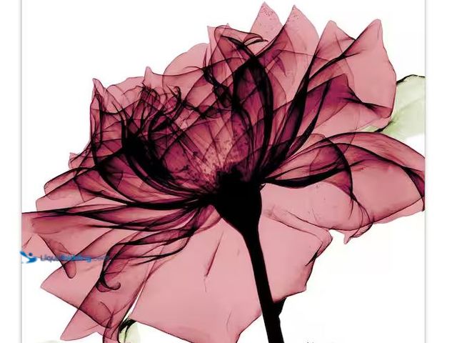 Lot 49-1556599 - "Chianti Rose I" Frameless Free Floating Tempered Glass Panel Graphic Wall Art Model # TMP-AK360C3-2...