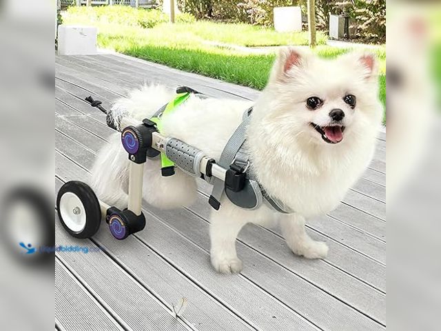 Lot 49-5433867 - Adjustable Dog Wheelchair for Back Legs Mobility Support Lightweight Pet Wheelchair for Disabled Hin...