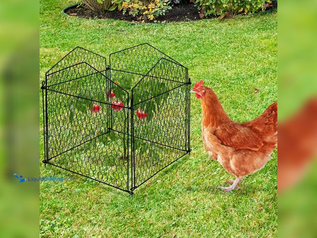 Lot 49-5408449 - Chicken Wire Cloche Plant Protectors from Animals Garden Plant Cage Protector - Wire Plant Protector...