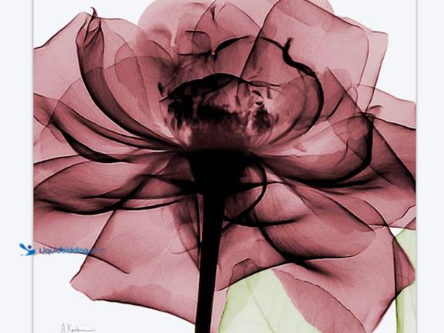 Lot 49-1556598 - Empire Art Direct Wall Art 24 x 24 Chianti Rose II Flowers Frameless Free Floating Tempered Glass Pa...