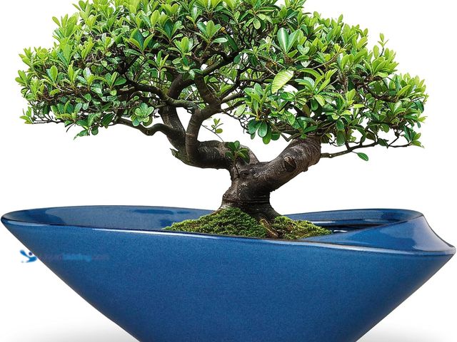 Lot 49-3511744 - Bonsai Pot - 18 Inch Ceramic Planter for Indoor Outdoor Plants Bonsai Tree Pot Modern Large Succulen...