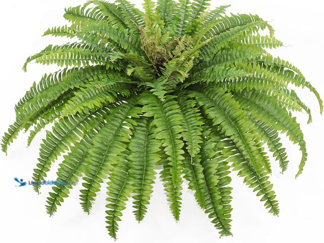 Lot 49-5408471 - Artificial Ferns for Outdoors & Indoors, 45" Large Faux Ferns 63 Fronds Fake Boston Fern Plant for P...