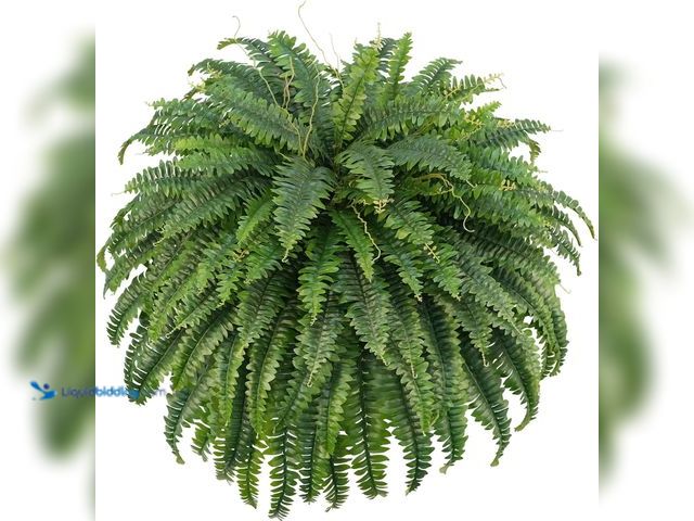 Lot 49-5453149 - 50" Artificial Boston Ferns, Fake Bush Plants, Large Faux Ferns with 96 Fronds for Outdoors Home Déc...