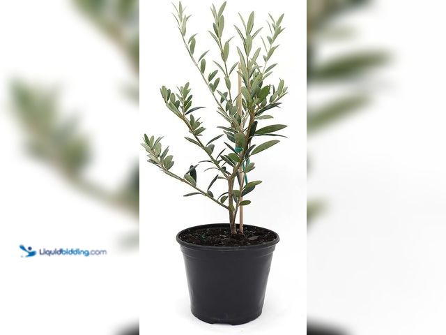 Lot 49-5581790 - American Plant Exchange Arbequina Olive Tree – Live 5-Inch Pot, Fruit Bearing Tree, Cold Hardy Edibl...