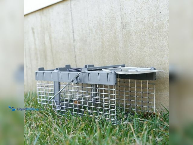 Lot 49-5412654 - Havahart Small 1-Door Humane Catch-and-Release Live Animal Cage Trap for Squirrel, Weasel, Chipmunk,...