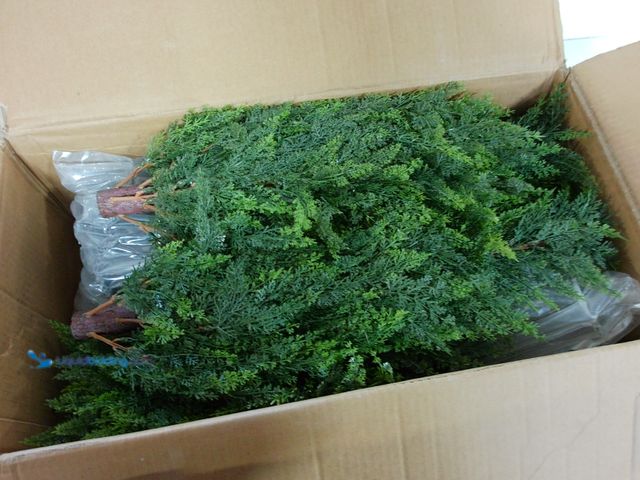 Lot 49-1556398 - Armada Topiary Trees Artificial Faux Fakes Spiral Plant Green Cedar Tree Boxwood Topirary Plants Ind...