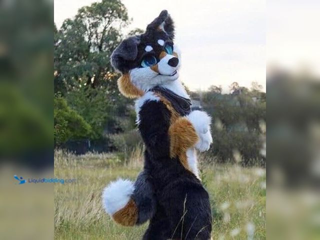 Lot 49-3528322 - Black Brown Long Fur Husky Dog Fox Fursuit Mascot Costumes Cartoon. [Model: B0CLXQQ9VR] Used