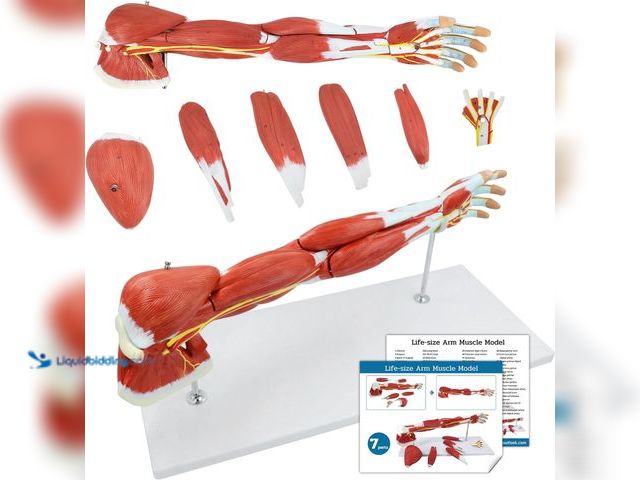 Lot 49-3566700 - JNMFTD Human Arm Anatomical Muscle Model，Life Size 7 Parts Removable Upper Limb Shoulder Bone Elbow ...