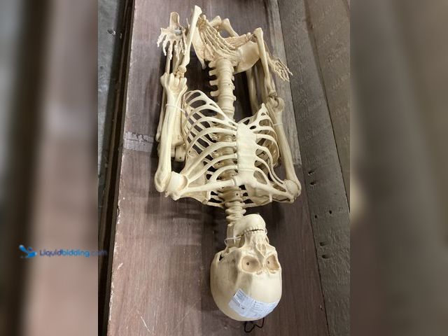 Lot 49-3523380 - 5 ft. Grave & Bones Poseable Skeleton Unused