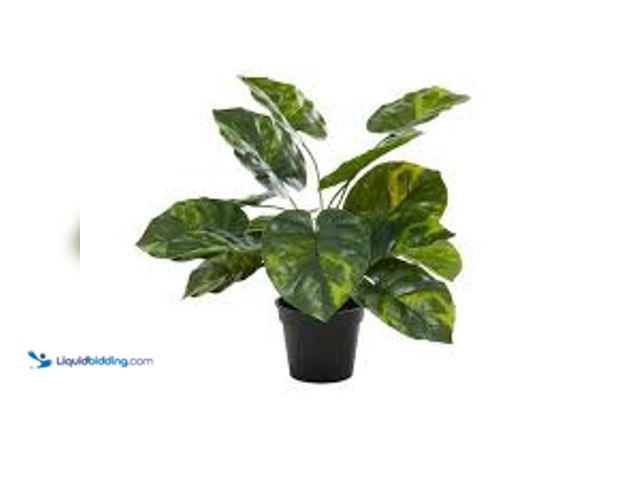 Lot 49-5415210 - Qty 4. Litton Lane 19 in. H Lime Artificial Plant with Realistic Leaves and Black Round Pot. Model #...